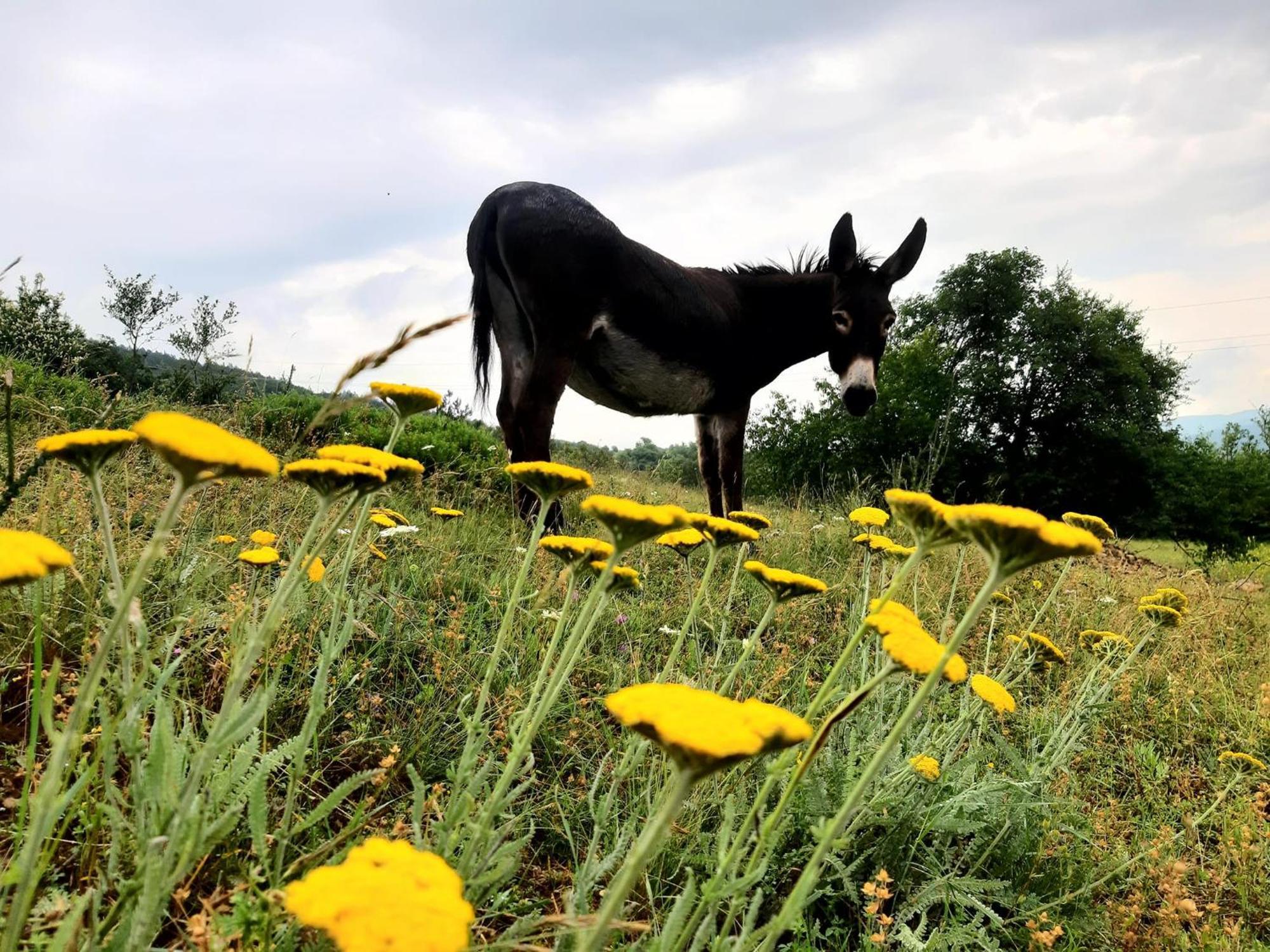 Magarija 1 Daire Dimitrovgrad Dış mekan fotoğraf