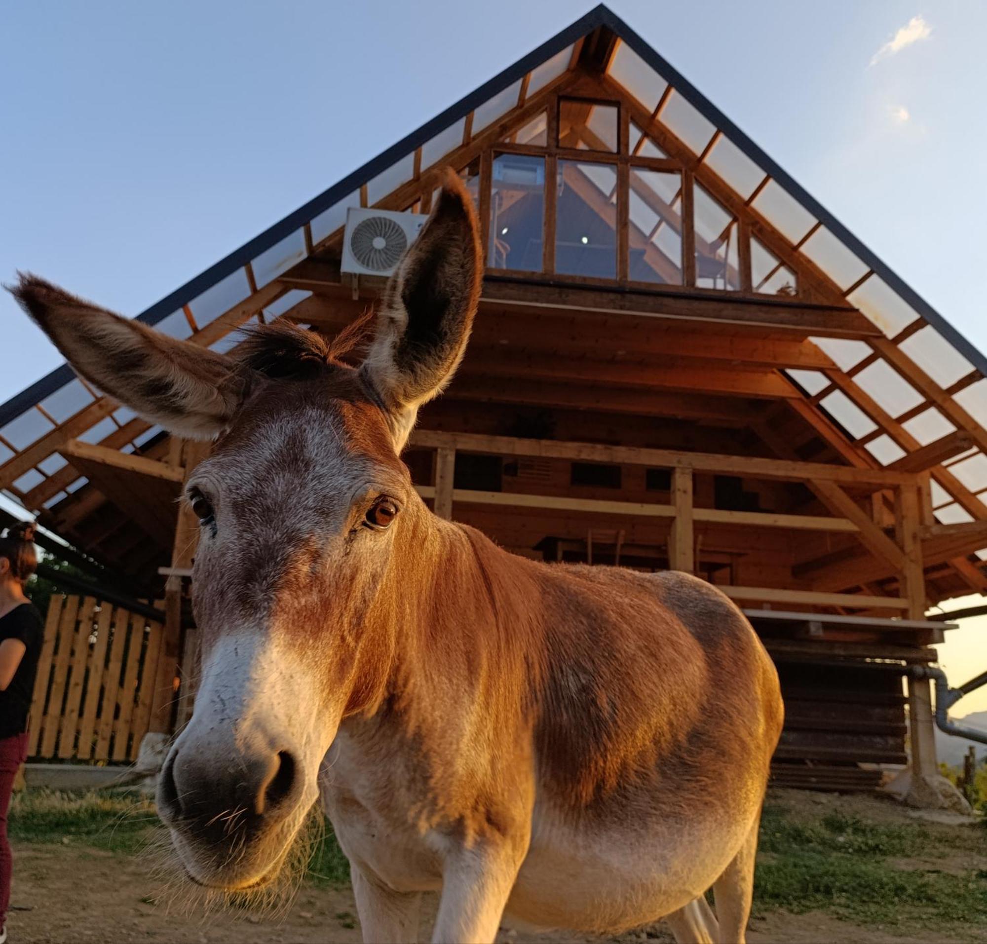 Magarija 1 Daire Dimitrovgrad Dış mekan fotoğraf