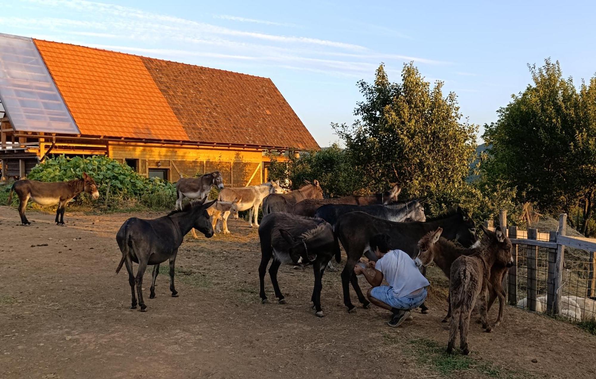 Magarija 1 Daire Dimitrovgrad Dış mekan fotoğraf